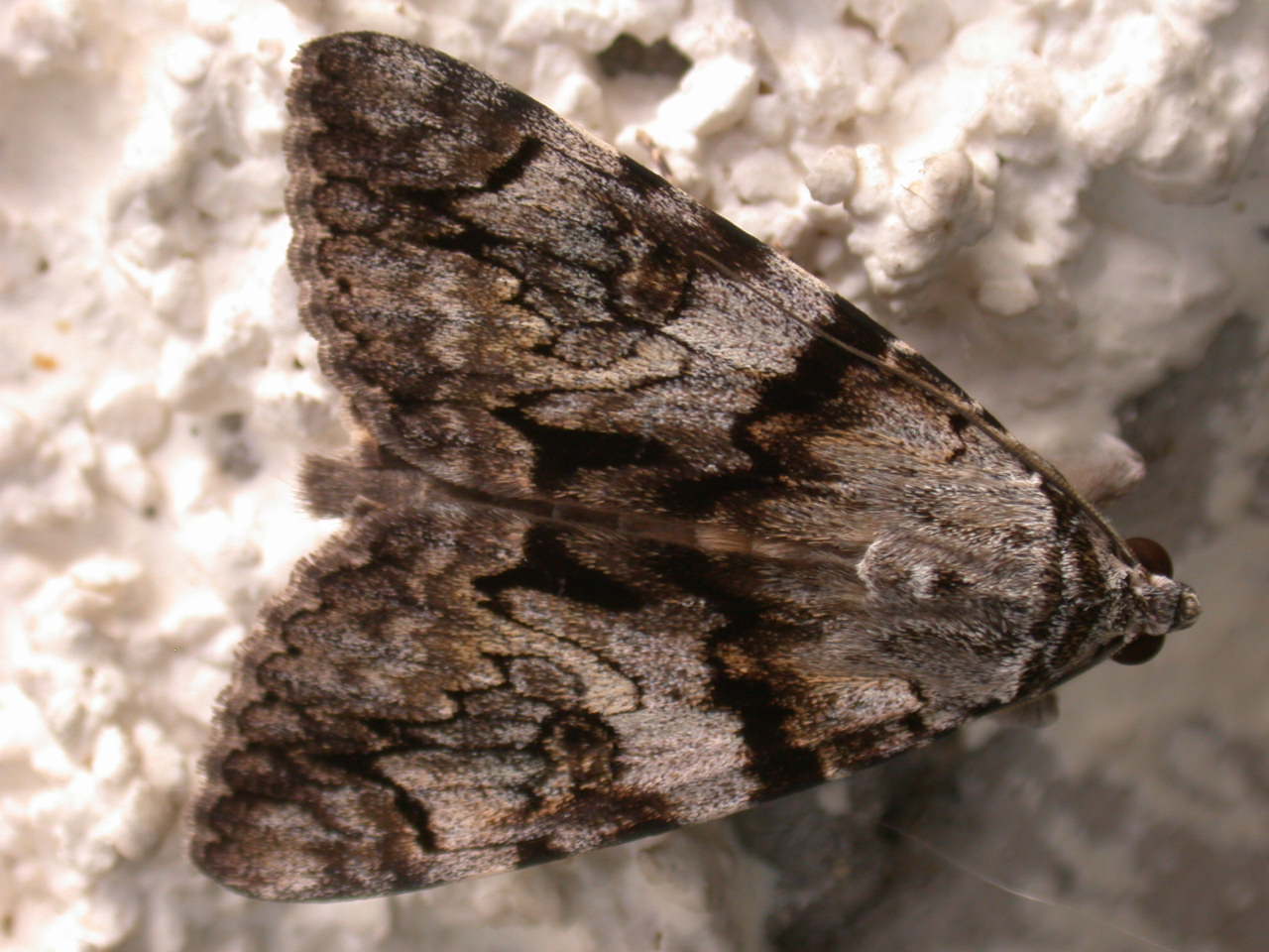 In Abruzzo Catocala promissa